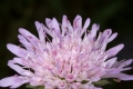 Wiesen-Witwenblume (Knautia arvensis)