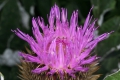 Silber-Flockenblume (Centaurea pulcherrima)