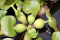 Wasserhyazinthe (Eichhornia crassipes)