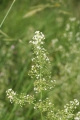 Wiesen-Labkraut (Galium mollugo)