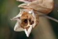 Bulgarischer Schmucklauch (Nectaroscordum siculum)
