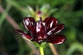 Schokoladenblume (Cosmos atrosanguineus)