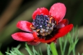 Sommer-Adonisröschen (Adonis aestivalis) - Blüte
