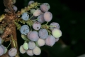 Mahonie (Mahonia aquifolium)  - Früchte
