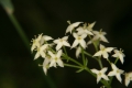 Wiesen-Labkraut (Galium mollugo)