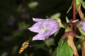 Nesselblättrige Glockenblume (Campanula trachelium)