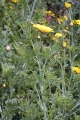 Kronen-Wucherblume (Chrysanthemum coronarium)