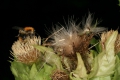 Kohldistel (Cirsium oleraceum)