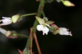 Großes Hexenkraut (Circaea lutetiana)