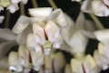 Breitlaubige Seidenpflanze (Gomphocarpus physocarpus)  - Blüte