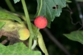Rotfrüchtige Zaunrübe (Bryonia dioica)  - Früchte