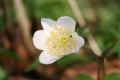 Buschwindröschen (Anemone nemorosa)  - Blüte