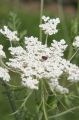 Wilde Möhre (Daucus carota) - Dolde / Blütenstand