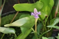 Herzblättriges Hechtkraut (Pontederia cordata)