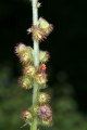Gemeine Odermennig (Agrimonia eupatoria) - Fruchtstand