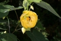 Schönmalve (Abuliton x hybridum)