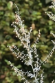 Wermut (Artemisia absinthium)