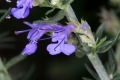 Ysop (Hyssopus officinalis)  - Blüten