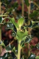 Europäische Stechpalme (Ilex aquifolium) 