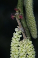 Gemeine Hasel (Corylus avellana) - weibliche Blüten und männliche Blütenstände 
