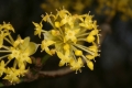 Kornelkirsche (Cornus mas) - Blütenstand 