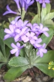 Gewelltrandige Primel (Primula marginata) 