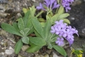 Gewelltrandige Primel (Primula marginata) 