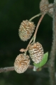 Grün-Erle (Alnus viridis)  - Fruchtstände