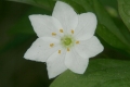 Siebenstern (Trientalis europaea)  - Blüte