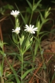 Große Sternmiere (Stellaria holostea) 