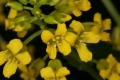 Barbarakraut (Barbarea vulgaris)  - Blüte