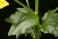 Barbarakraut (Barbarea vulgaris) - Stängelblatt
