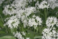 Bärlauch (Allium ursinum) - Blütenstände