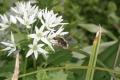Bärlauch (Allium ursinum) - Großer Wollschweber (Bombylius major)