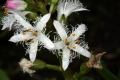 Fieberklee (Menyanthes trifoliata)  - Blüten
