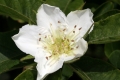 Mispel (Mespilus germanica)  - Blüte