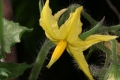 Tomate (Solanum lycopersicum) - Blüte 