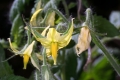 Tomate (Solanum lycopersicum)  - Blüten