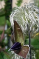 Ganzblättrige Waldrebe (Clematis integrifolia) 
