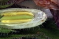 Nesselblättrige Glockenblume (Campanula trachelium) 
