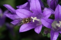 Knäuel-Glockenblume (Campanula glomerata)