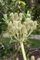 Agavenblättrige Mannstreu (Eryngium agavifolium) 