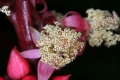 Wunderbaum (Ricinus communis) , männliche Blüte
