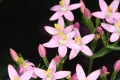 Tausendgüldenkraut (Centaurium erythraea) 