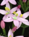 Tausendgüldenkraut (Centaurium erythraea)  - Blüte