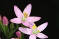 Tausendgüldenkraut (Centaurium erythraea) 