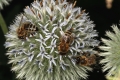 Griechische Kugeldistel (Echinops ritro)