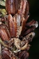 geflecktes Knabenkraut (Dactylorhiza maculata) - geöffnete Kapselfrucht mit Samen