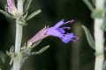 Ysop (Hyssopus officinalis) - Blüte