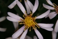 Großblättrige Aster (Eurybia macrophylla)
